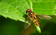 Marmalade Fly (Male, Episyrphus balteatus)